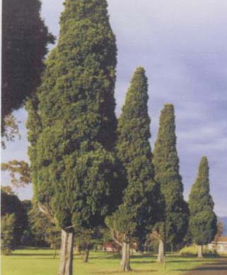 Hugh Linaker, landscape gardener for Mont Park.