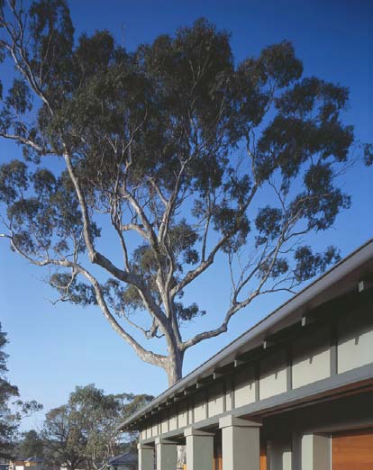 Protected mature tree image from the guide.