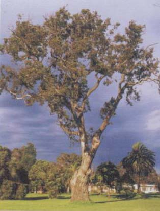 River Red Gum image from the guide.