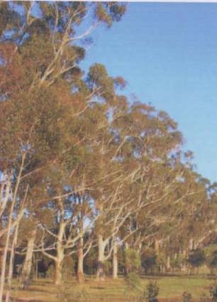 Sugar Gum image from the guide.