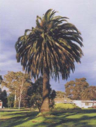 Canary Island Date Palm image from the guide.