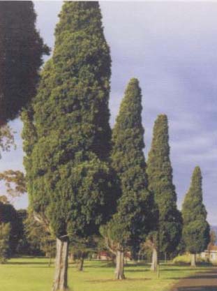Bhutan Cypress avenue image from the guide.