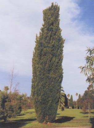 Pencil Pine image from the guide.